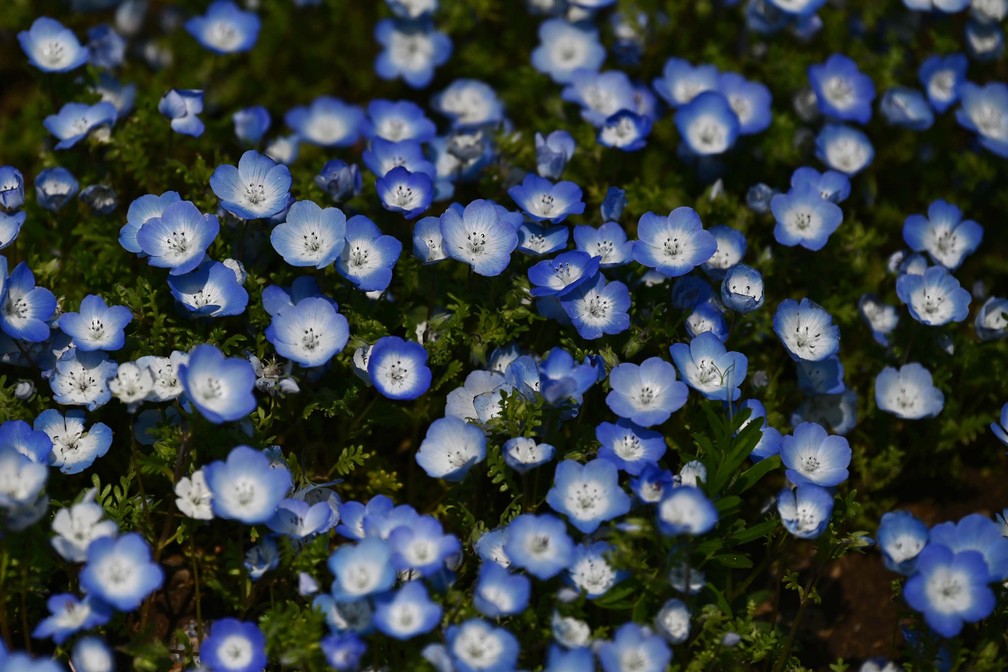 Milhares de flores azuis cobrem colinas inteiras em parque no