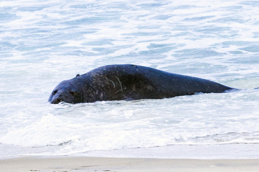 Animal marinho aparece na Praia de São Conrado — Foto: Fabrício Pioyani/ AgNews