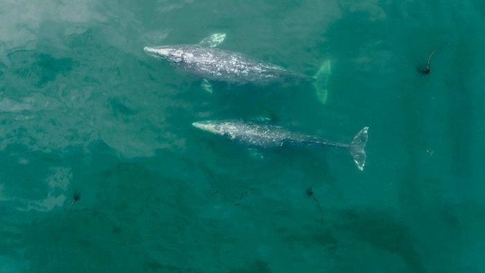 Duas baleias-cinzentas fotografadas na costa do Oregon. — Foto: Instituto de Mamíferos Marinhos/Universidade Estadual do Oregon