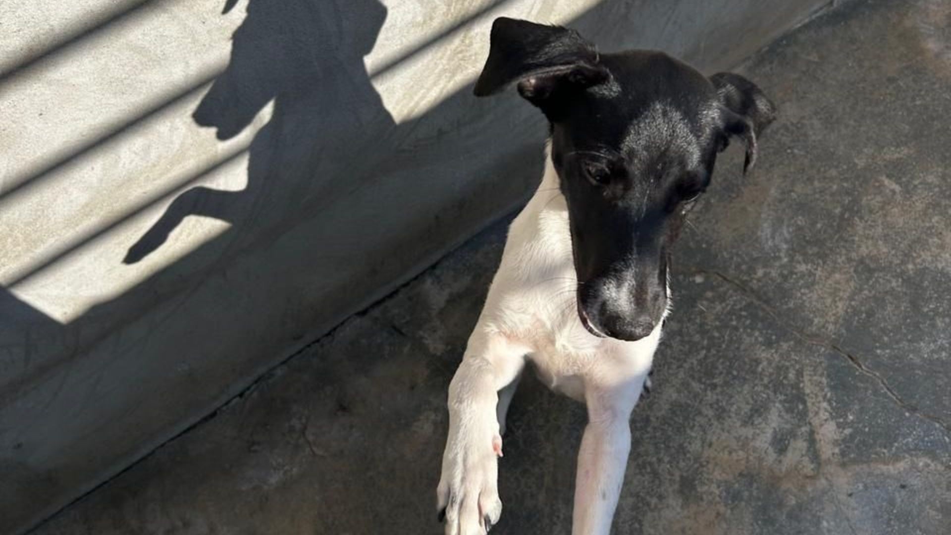 Polícia resgata cachorro agredido a pauladas em cemitério no interior de SP; veja o vídeo