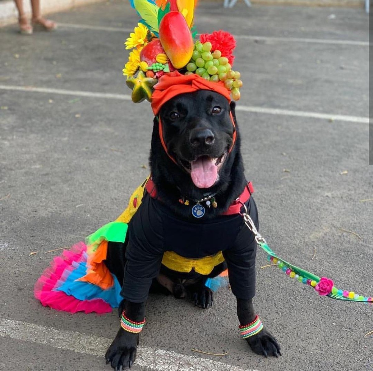 Fantasia Pet Carnaval