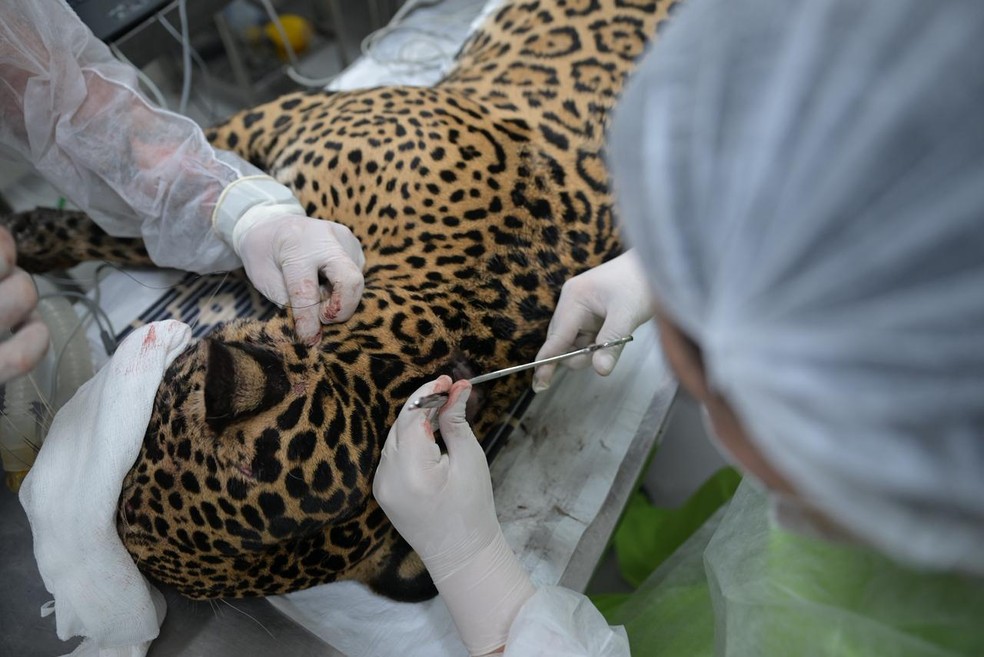 Onça resgatada no Rio Negro passou por cirurgia nesta quinta-feira (2). — Foto: Divulgação