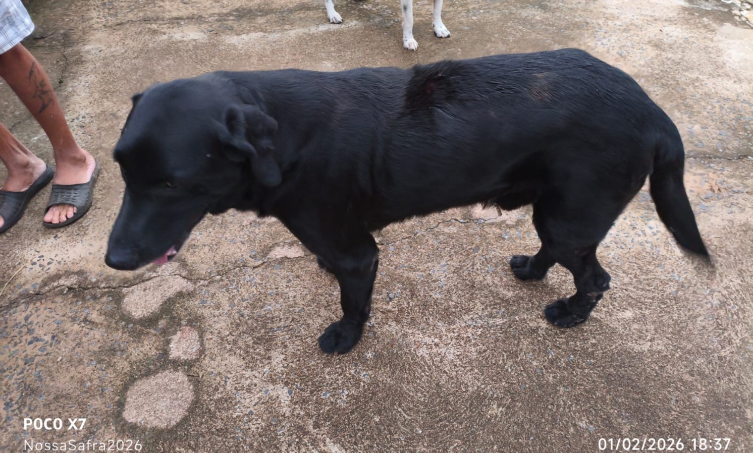 Homem é preso após agredir cachorro com barra de ferro no interior de SP; VÍDEO