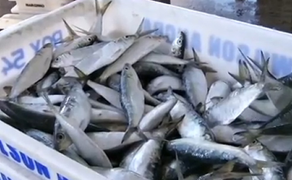 Sardinha  &mdash; Foto: Reprodu&ccedil;&atilde;o/TV Rio Sul
