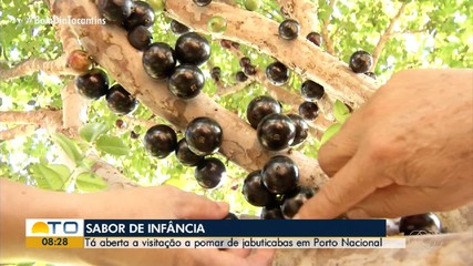 Propriedade rural de Porto Nacional abre visitação ao pomar de jabuticabas