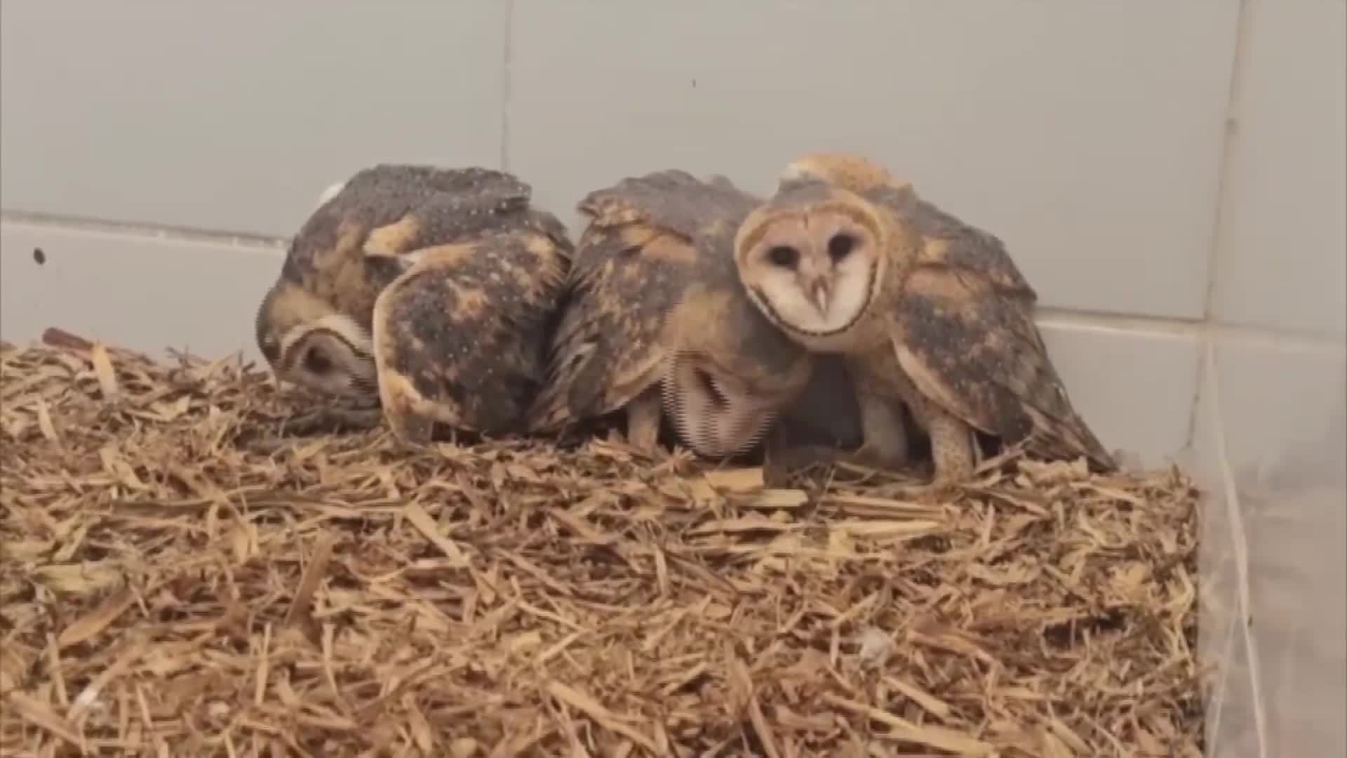 VÍDEOS: Inter TV Rural deste domingo, 13 de setembro de 2026
