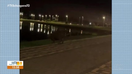 Capivara é flagrada atravessando faixa de pedestre