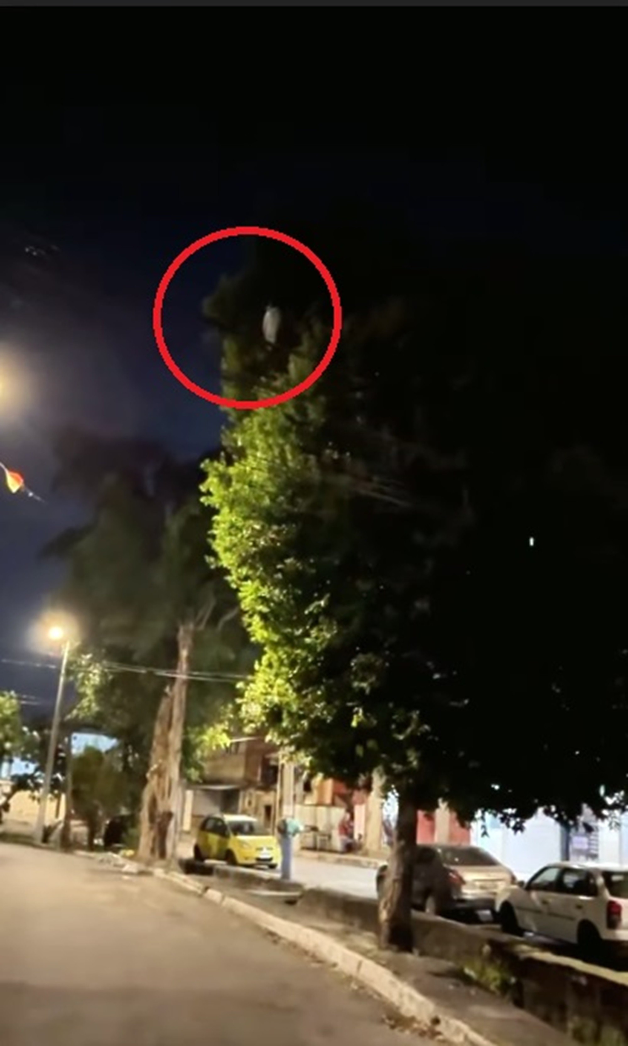 É #FAKE que vídeo mostre pinguim em cima de fiação no RJ; trata-se de um socó-dorminhoco