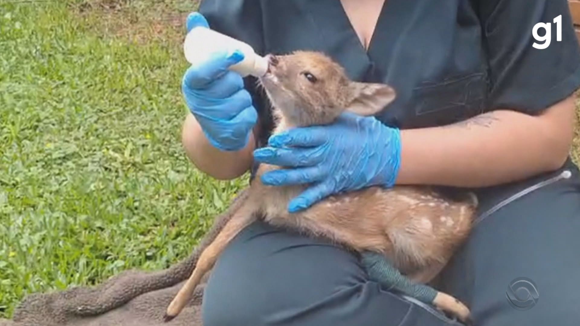 VÍDEO: Família resgata filhote de veado debilitado em estrada do RS; animal está sendo 'mimado' em universidade