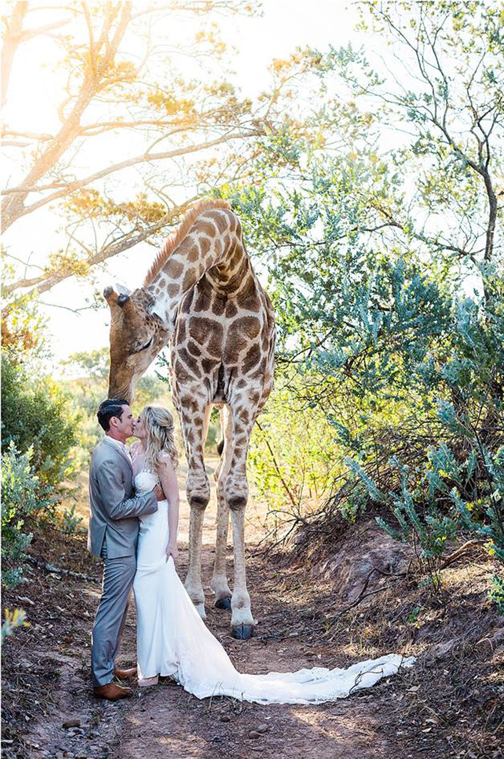 Girafa faz 'photobomb' em foto de casamento na África do Sul