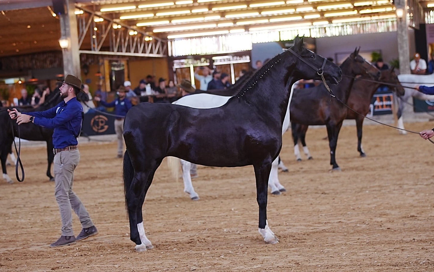 24ª Exposição Brasileira do Cavalo Mangalarga reúne criadores no Sul de Minas