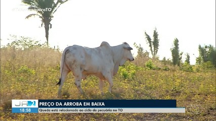 Preço da arroba do boi preocupa pecuaristas no Tocantins