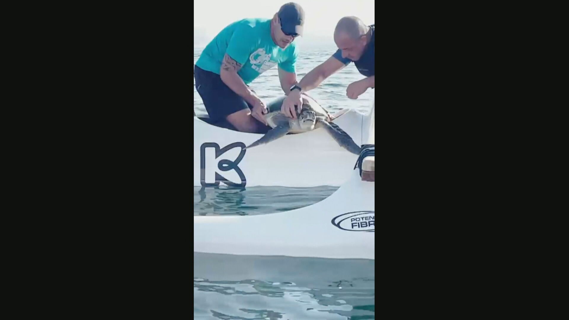 Tartaruga é resgatada de rede de pesca na Baía de Guanabara