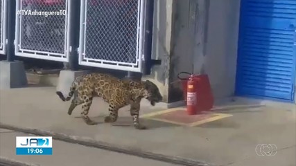 Onça-pintada é flagrada em passeio pela Usina Hidrelétrica Luís Eduardo Magalhães