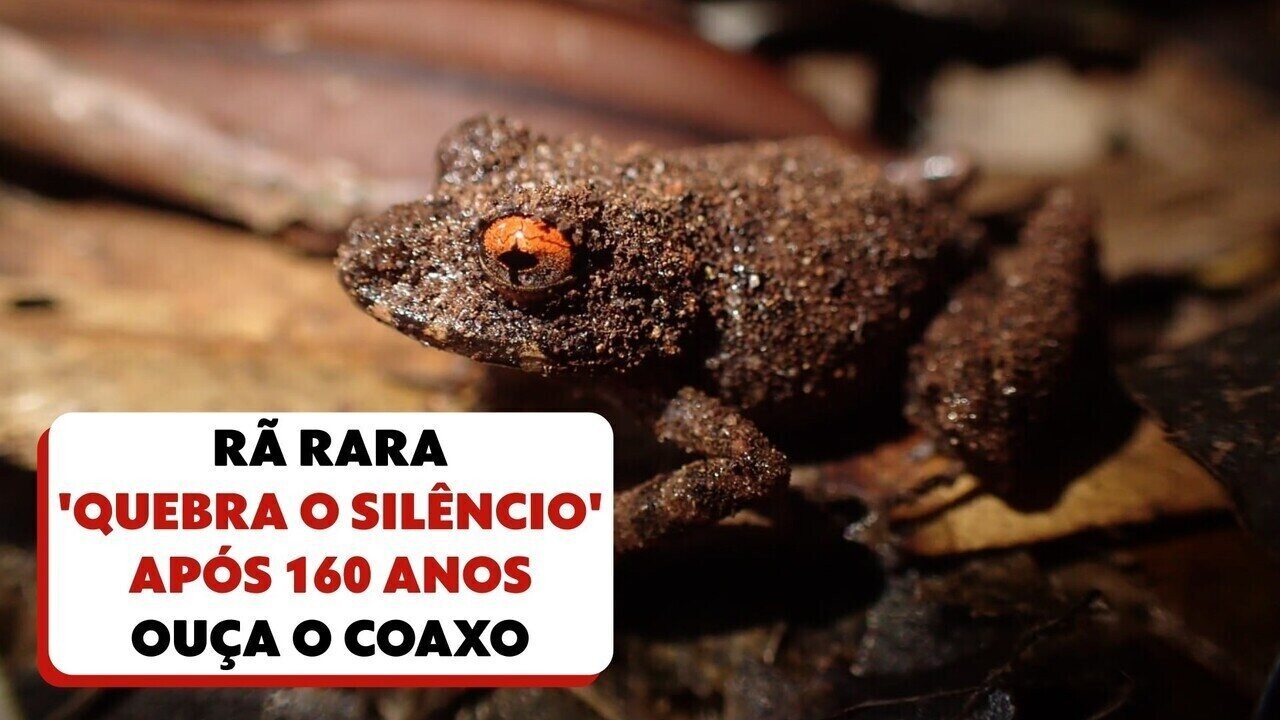E Roa A Raro Após 160 anos, rã rara 'quebra o silêncio' e pesquisadores registram o ...