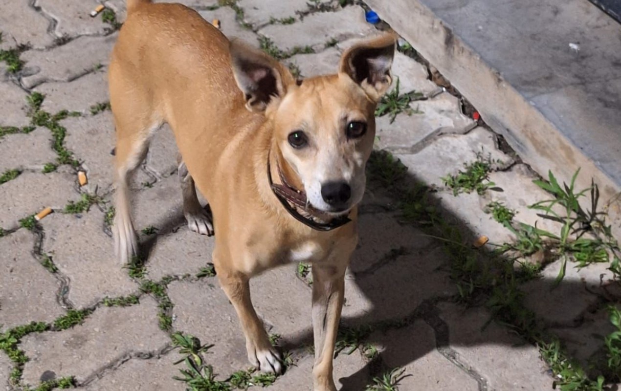 VÍDEO: cachorro se recusa a deixar delegacia após dono ser preso e vira 'mascote' dos policiais no interior de SP