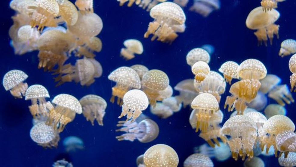 Cientistas afirmam que, à medida que caírem os níveis de oxigênio, a população de águas-vivas deve aumentar — Foto: Getty Images via BBC