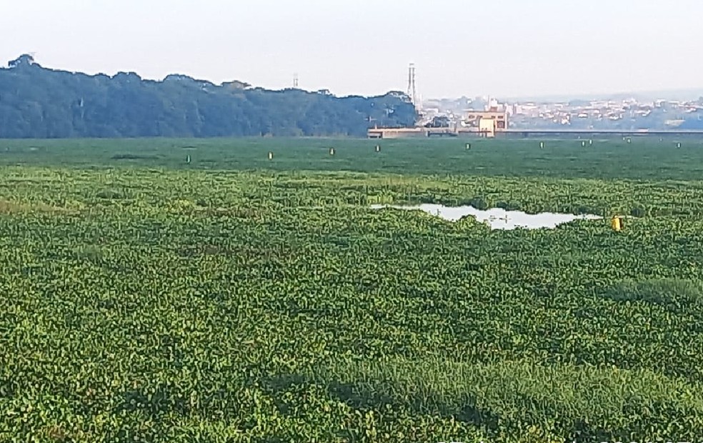 2 de 3
Aguap&eacute;s formam 'tapete verde' sobre o Rio Tiet&ecirc; no interior de SP &mdash; Foto: Reprodu&ccedil;&atilde;o