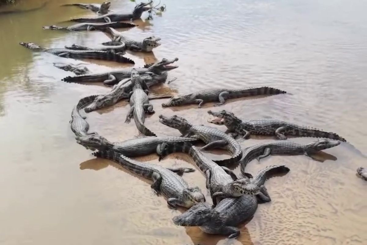 Vídeo: ‘Barreira de jacarés’ chama atenção nas 'praias' do Rio Taquari durante a seca