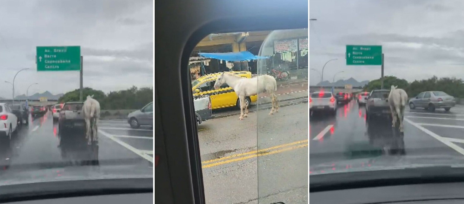 Cavalo é amarrado e arrastado por carro na Ilha do Governador