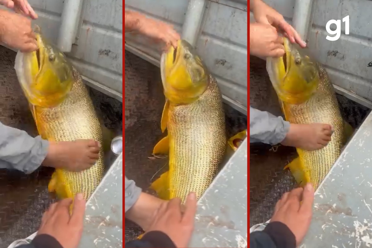 VÍDEO: pescador se distrai e leva mordida de dourado em MT