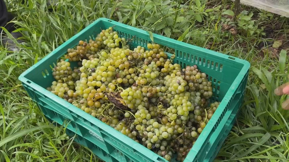 2 de 2
Produtor Leodir Ribeiro cultiva cerca de 36 mil p&eacute;s da variedade BRS Lorena em S&atilde;o Roque (SP) &mdash; Foto: TV TEM/Reprodu&ccedil;&atilde;o