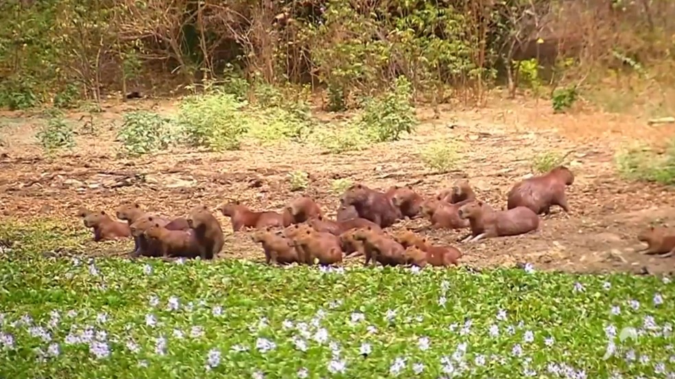 A caça da capivara e de animais silvestres é ilegal, e a pena pode chegar a um ano de prisão. — Foto: Reprodução