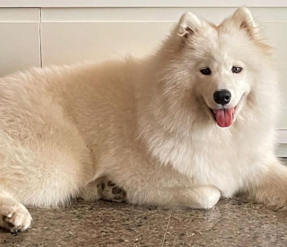 Cadela Aika, da raça Samoiedo, tem 1 ano e 11 meses. — Foto: Arquivo pessoal