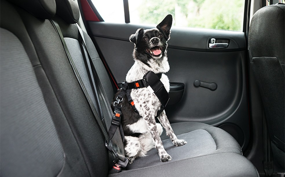 Procure saber sobre as leis de trânsito para viajar com os pets — Foto: Special Dog/Divulgação