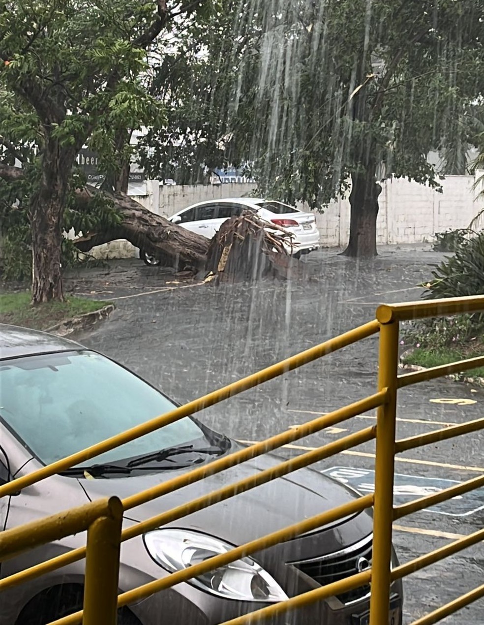 Queda de árvore em Divinópolis — Foto: Reprodução/Redes Sociais
