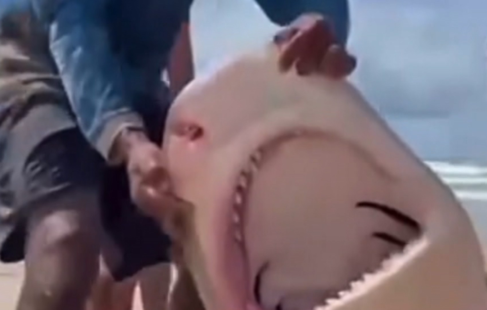 Shark measuring around 3 meters is caught by fishermen off the coast of Sergipe