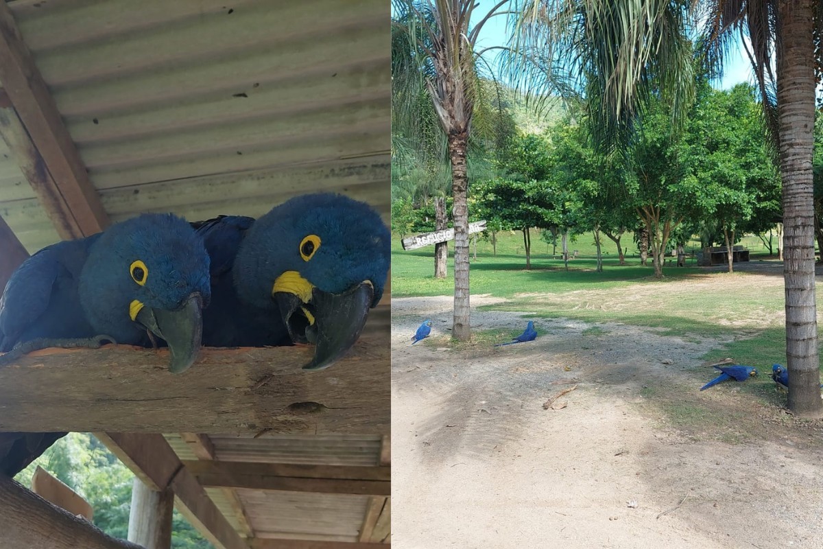 Balneário é multado em R$ 60 mil por usar araras como atração turística em área paradisíaca de MS