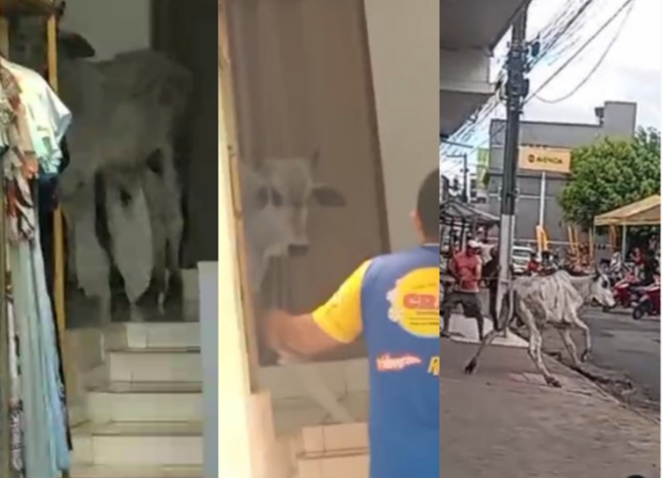 Boi invade loja de roupas em Timbaúba e vendedor tenta laçar animal; VÍDEO