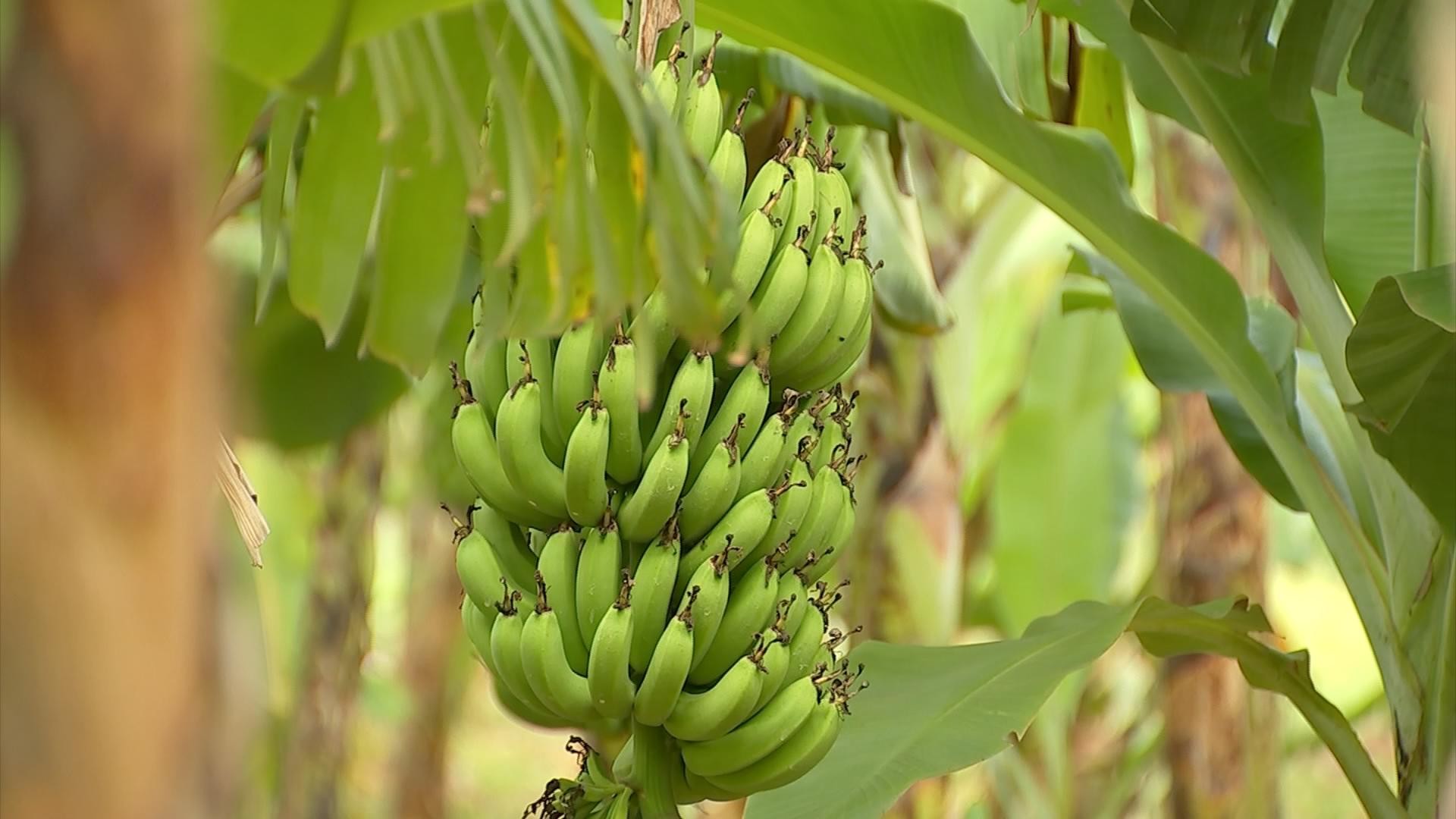 Produtores de banana estão otimistas com colheita