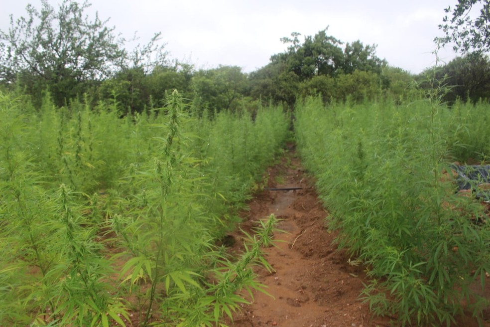 Polícia Militar encontra e incinera plantação de maconha com 2 hectares na  zona rural de Paulistana, no Piauí | Piauí | G1