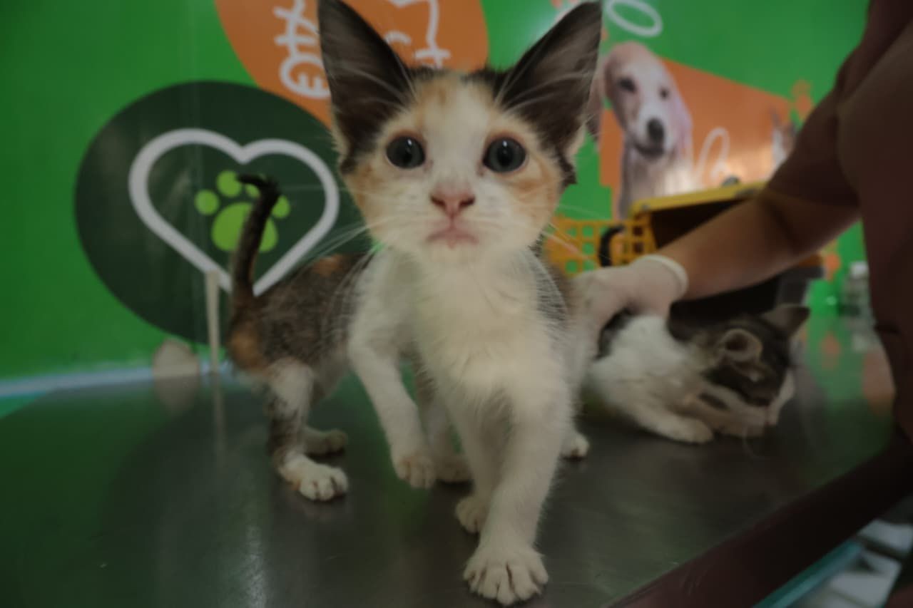 Caruaru recebe vacinação antirrábica gratuita em 28 postos de atendimento; confira os locais