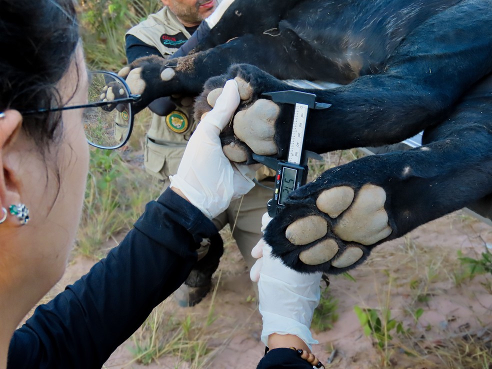 Antes de colocar o colar GPS, equipe de campo verifica sinais vitais e tira todas as medidas do animal — Foto: Maria Julia Sternberg