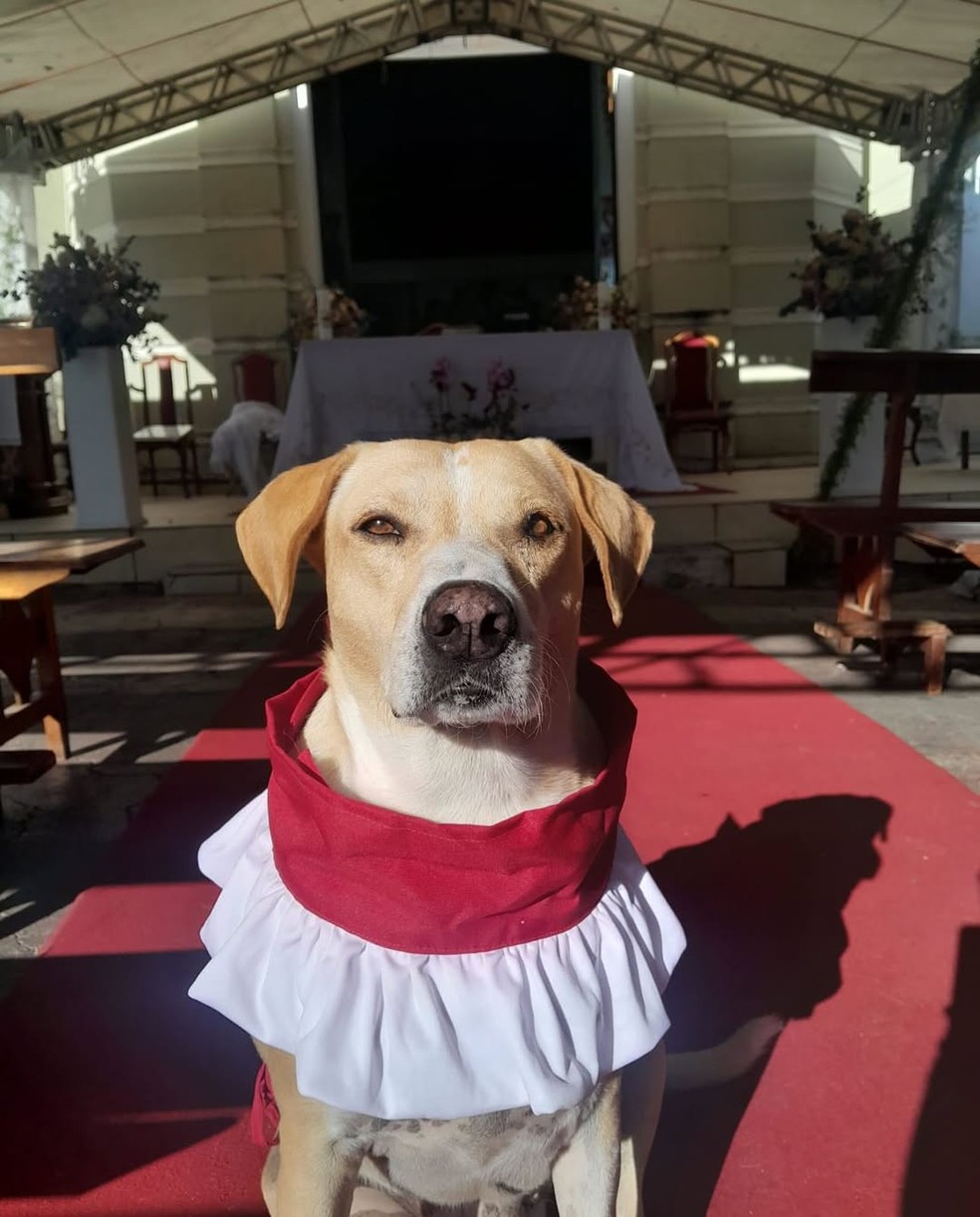 Cãoroinha de Piraúba — Foto: Fátima Gravina/Arquivo pessoal