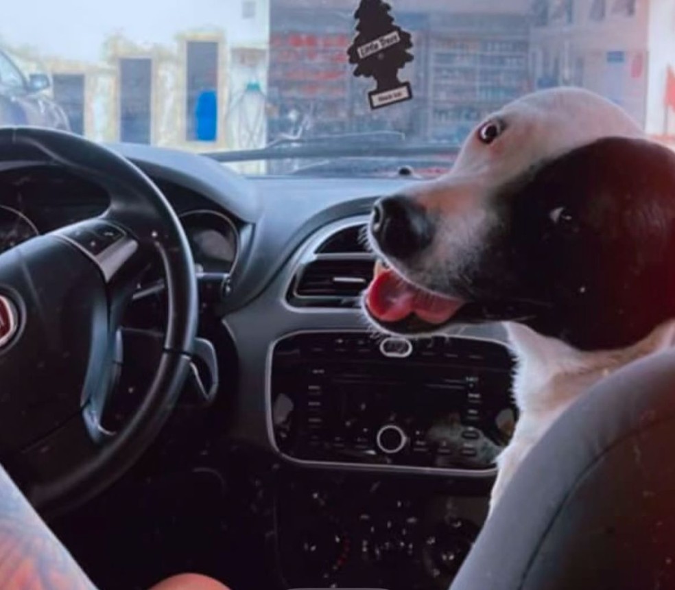 Odin foi microchipado gratuitamente em Sarapuí (SP) — Foto: Arquivo pessoal/Bianca de Almeida Nogueira