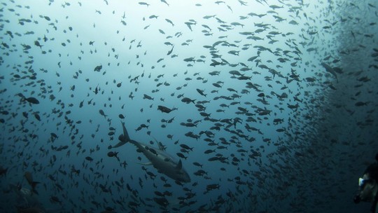 Peixes estão desaprendendo suas rotas migratórias e a culpa pode ser da pescaria, sugere estudo - A preferência pelos animais mais velhos dos cardumes está limitando a transmissão de conhecimento para peixes mais jovens.