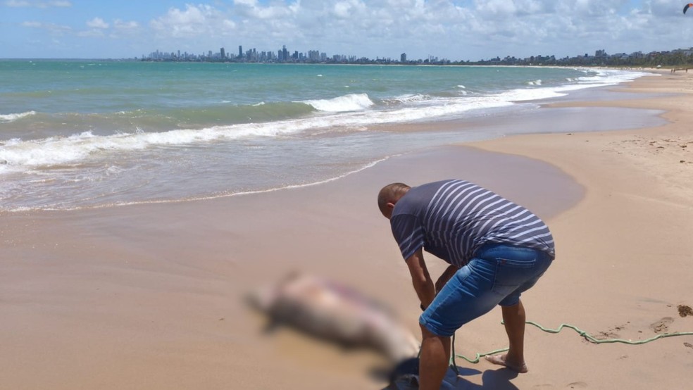 golfinho cabedelo