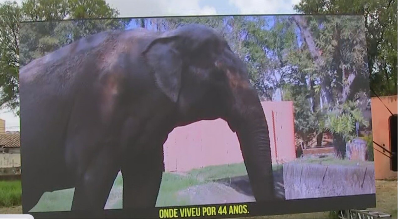 Zoo de Sorocaba instala telão em recinto vazio e exibe imagens do elefante Sandro após partida para santuário
