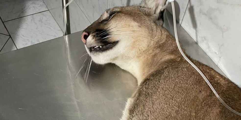 Animal recebeu ajuda médica e voltará ao habitat natural quando estiver melhor — Foto: Corpo de Bombeiros