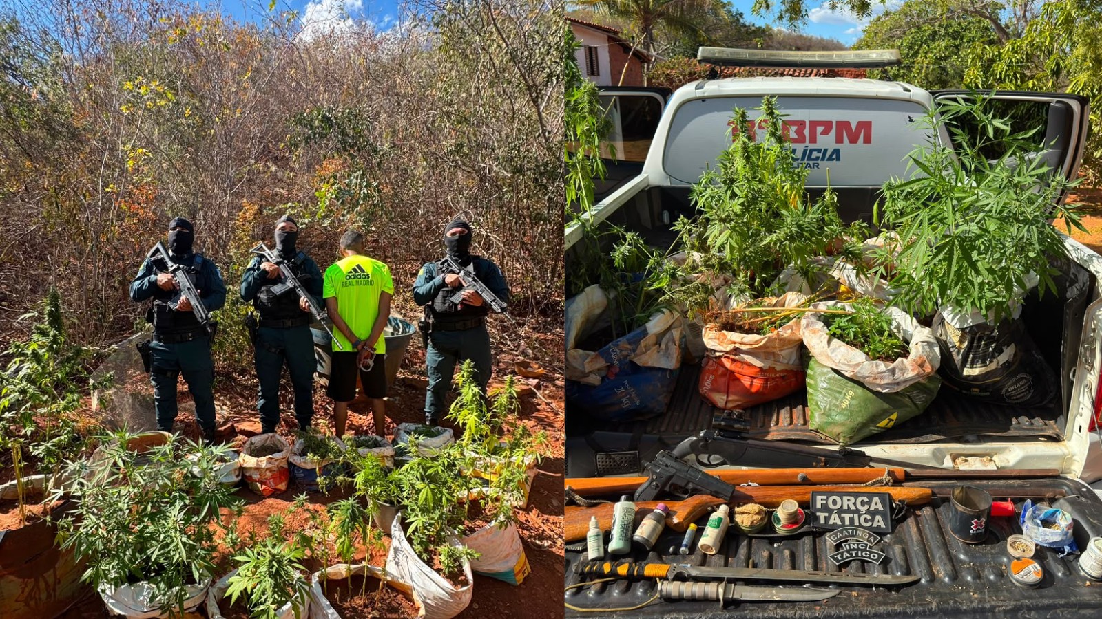 Mais de 70 mudas de maconha são apreendidas em casa no Piauí; homem é conduzido