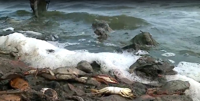 Mais de 20 siris são encontrados mortos na Lagoa da Jansen em São Luís