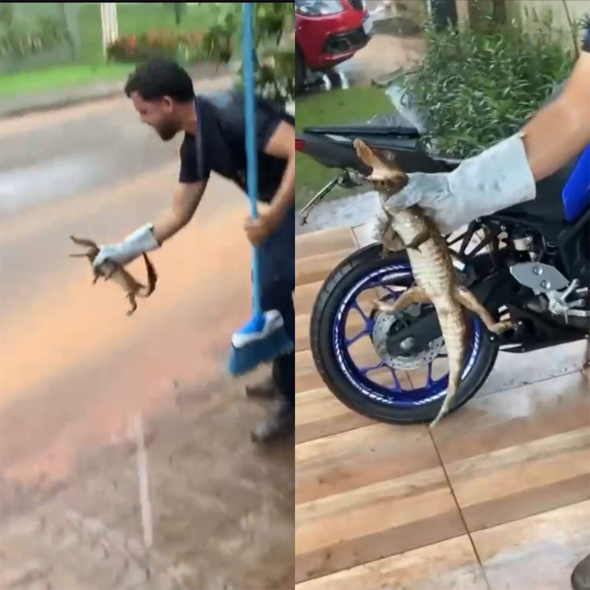 VÍDEO: Filhote de jacaré é capturado em frente a oficina de motos em Rondônia