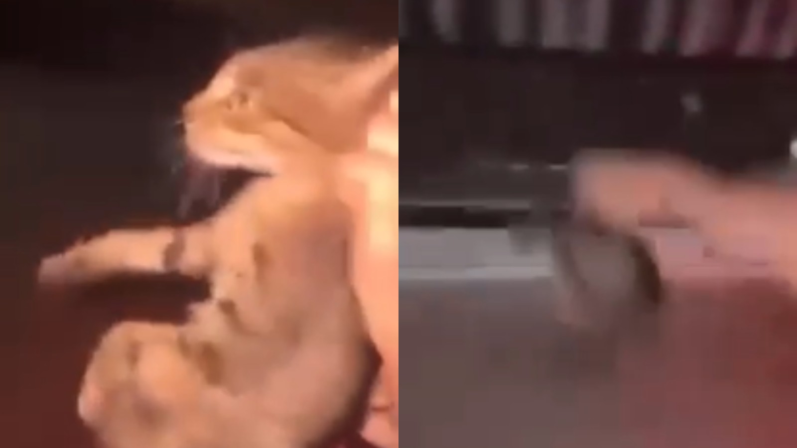 Vídeo mostra gato sendo arremessado de moto no Piauí; homem e mulher podem responder por maus-tratos