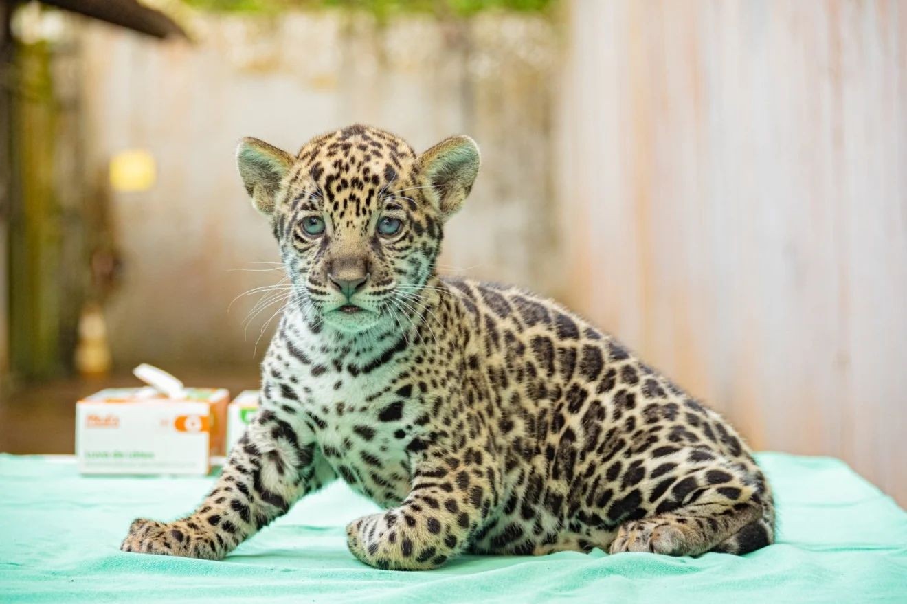 Filhote de onça-pintada ameaçada de extinção ganha nome de 'Xingu' no Pará após votação popular