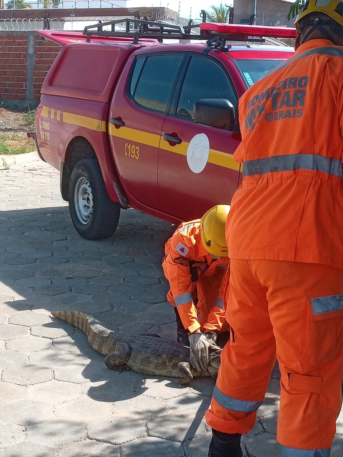 Jacaré de dois metros é capturado por bombeiros após ser visto 'andando' em rua de Araçuaí