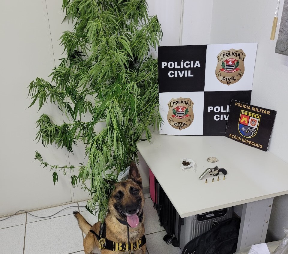 Operação policial apreende porções de maconha, munições, um simulacro de pistola e uma garrucha em Presidente Prudente